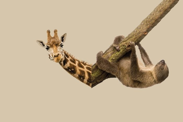 sloths have more neck bones than giraffes