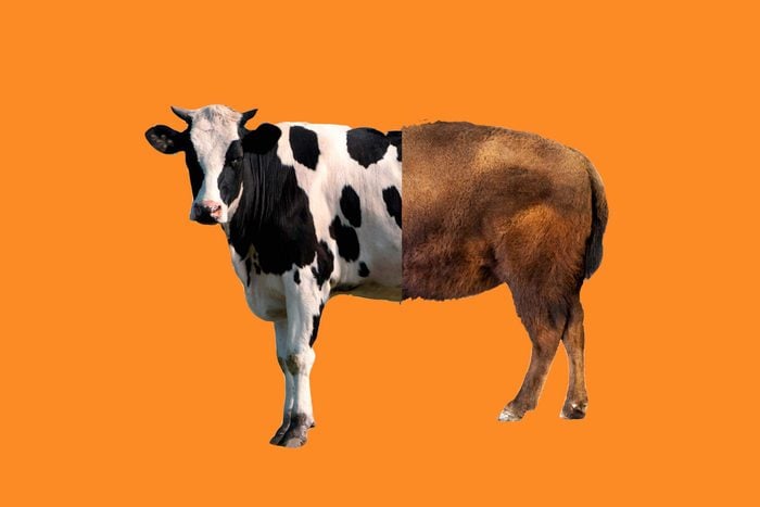 cow