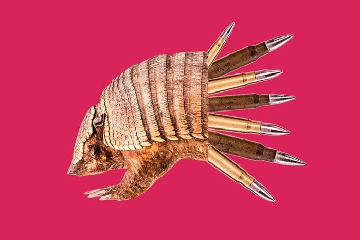 armadillo