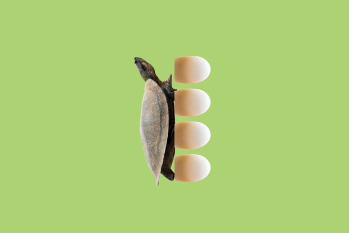 south american river turtles talk in their eggs