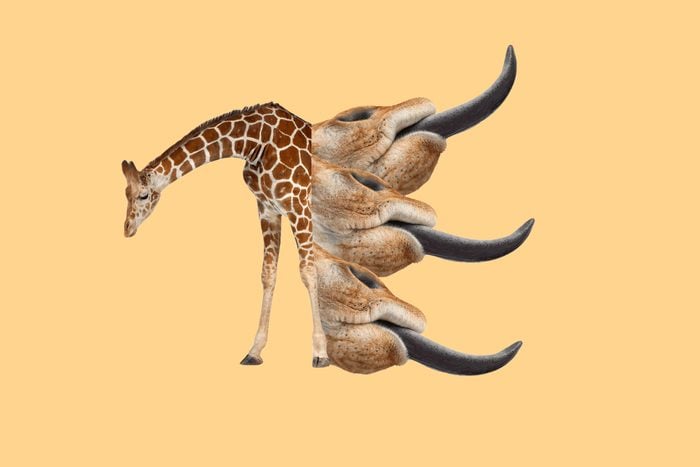 giraff