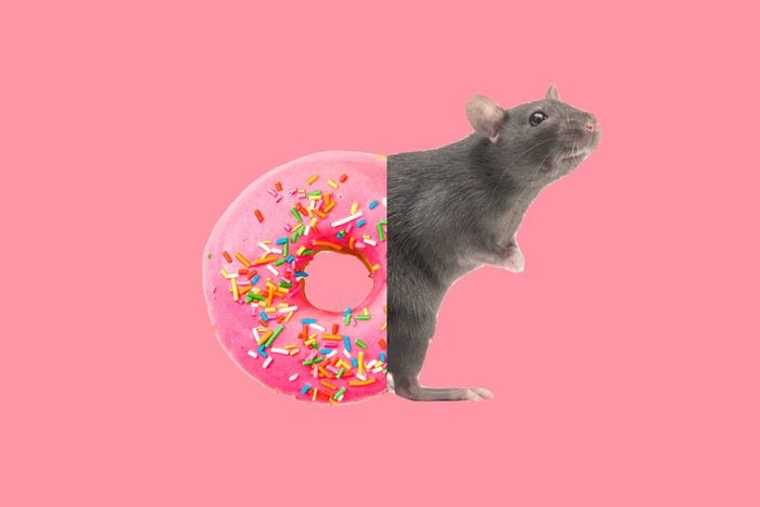 donut-rat