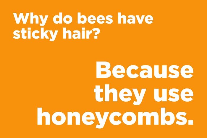 Why do bees have sticky hair?
