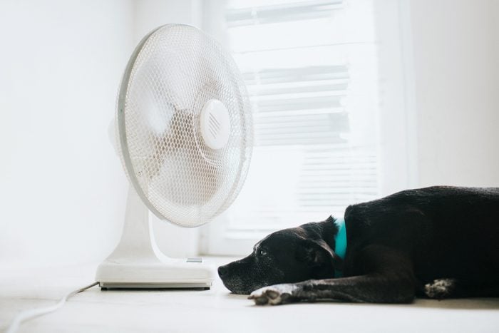 hot dog sitting in front of a fan