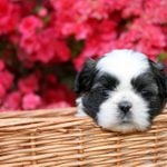 A cute little Shih Tzu puppy in a basket with a blooming Azalea bush as the background.