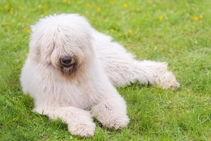 large komondor dog sitting in the park