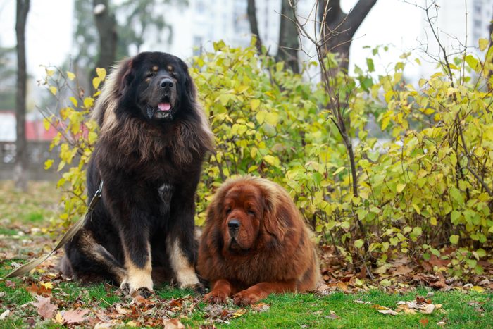 Two Tibetan Mastiffs sitting outside in the woods