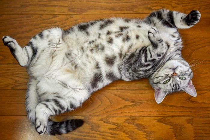 Cat lying on its back