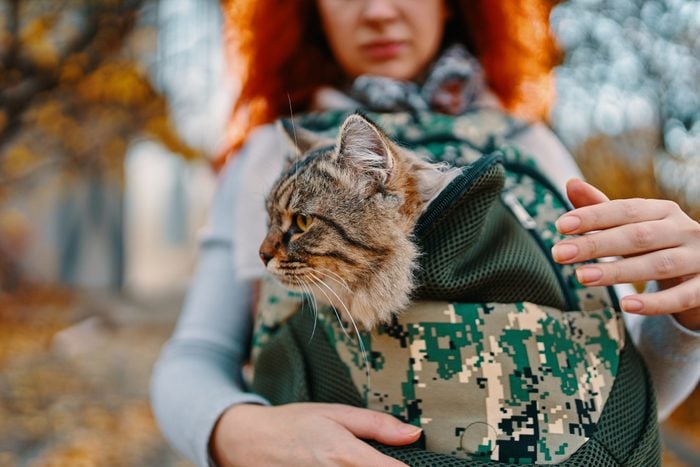 Tabby cat in a bag.