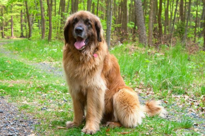 large Leonberger Dog Sitting In Forest, Giant Breed