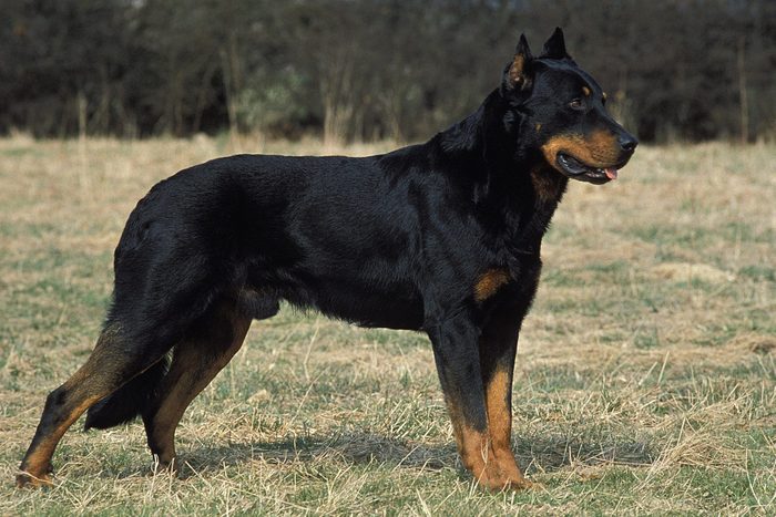 large Beauceron Dog standing outside