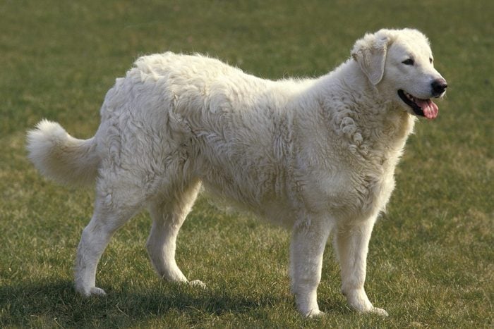 Kuvasz Dog standing outside