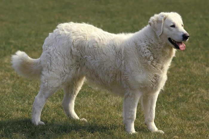 Kuvasz Dog standing outside