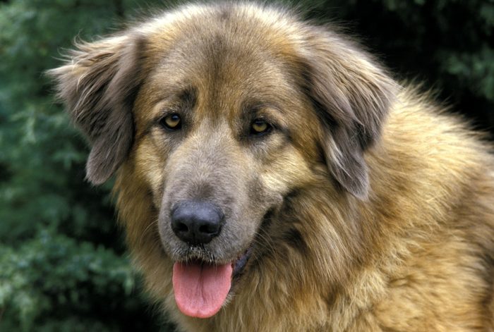 estrela mountain dog close up portrait