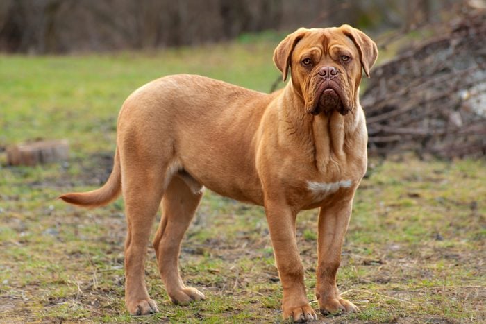 Dogues de Bordeaux dog standing outside