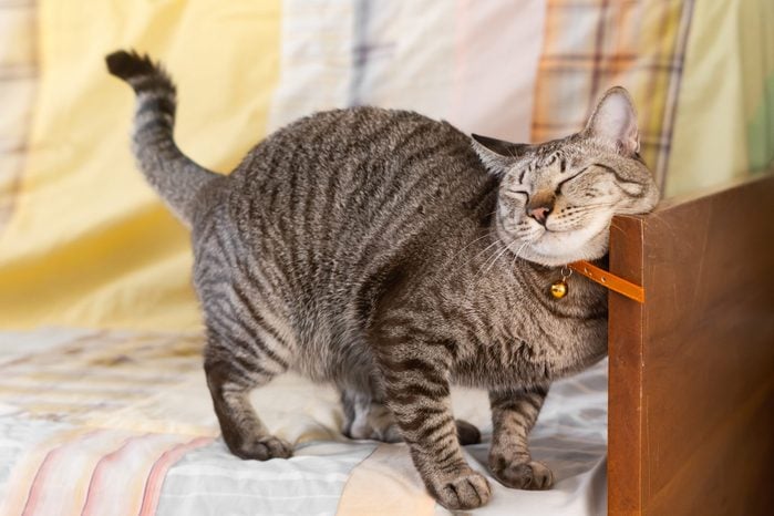 The behavior of the cat rubbing against objects to show territory.