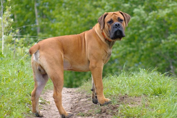 South African Boerboel on the grass