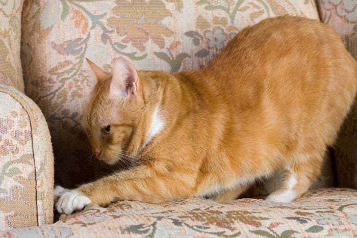 Tabby cat scratching a chair