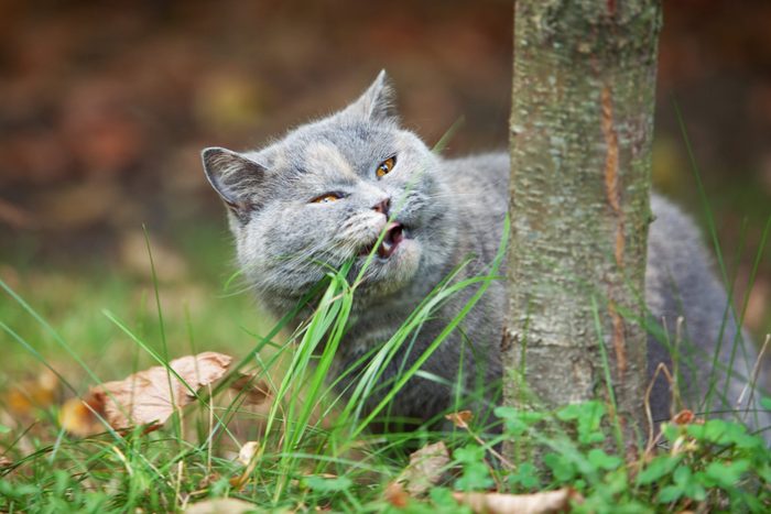 Cat eating green grass