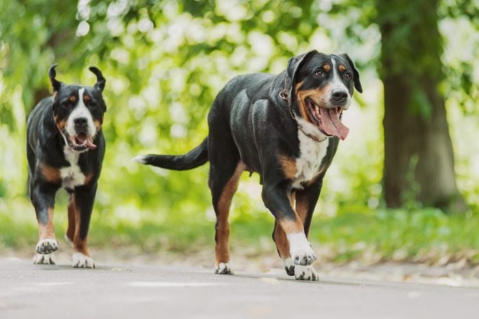 two Greater Swiss Mountain Dogs running outside