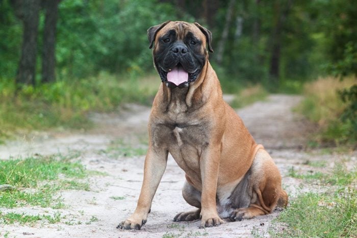 large bullmastiff dog sitting on trail outside