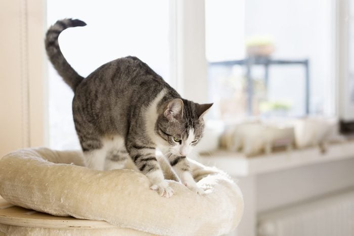 Tabby cat kneading her cushion