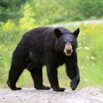 What to Do If You See a Bear—Hint: It May Not Be Your First Reaction