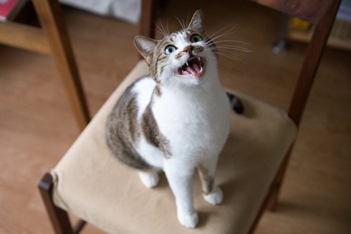 A cat mew on the chair