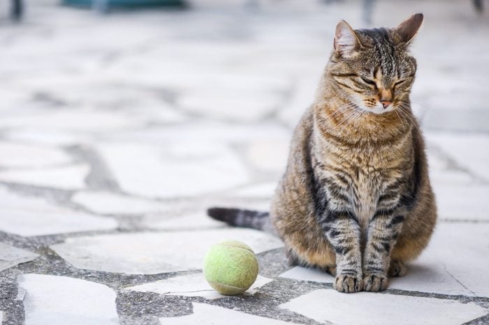 A cat who does not want to play with a ball