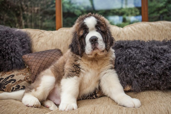 Portrait Of Saint Bernard Puppy Relaxing On Sofa