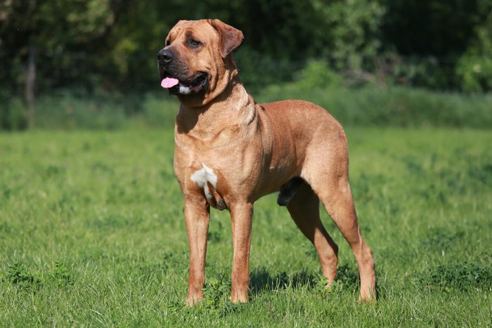 tosa dog standing outside in a field