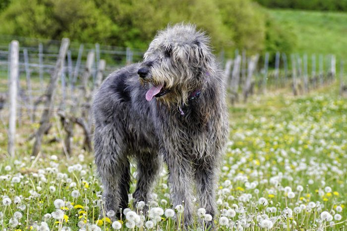 large Irish Wolfhound On Field