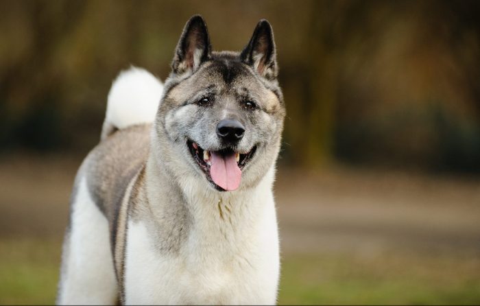 Close-Up Of Japanese Akita Panting While Standing On Field