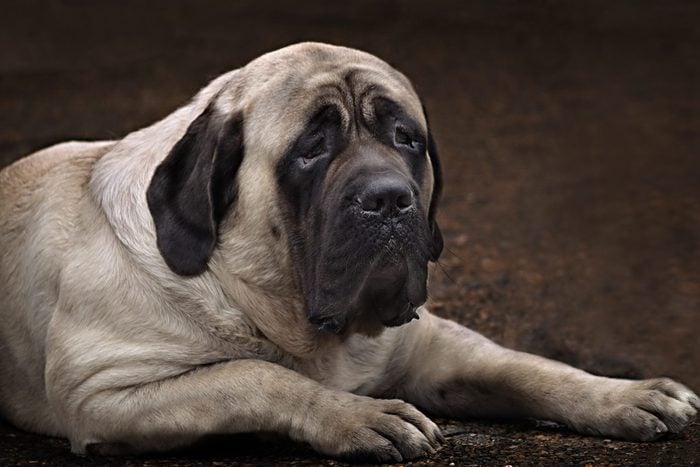 large English Mastiff portrait