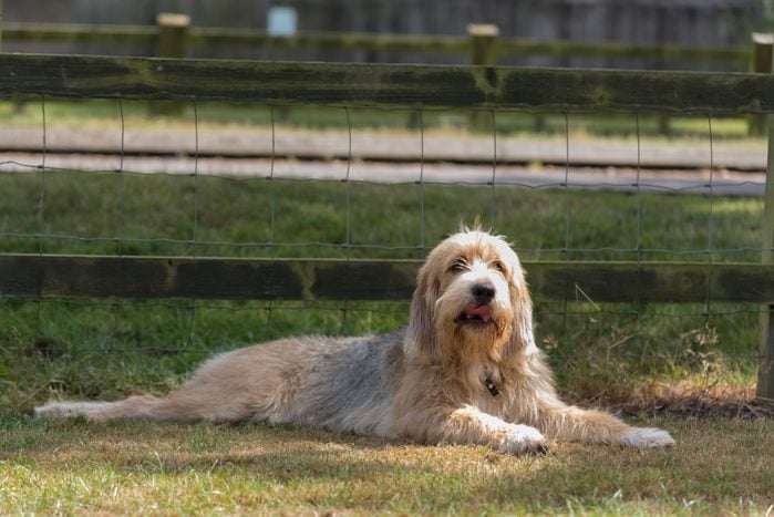 Otterhound lying down in shade