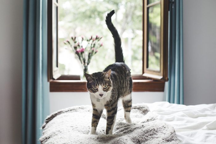 Tabby cat on a bed