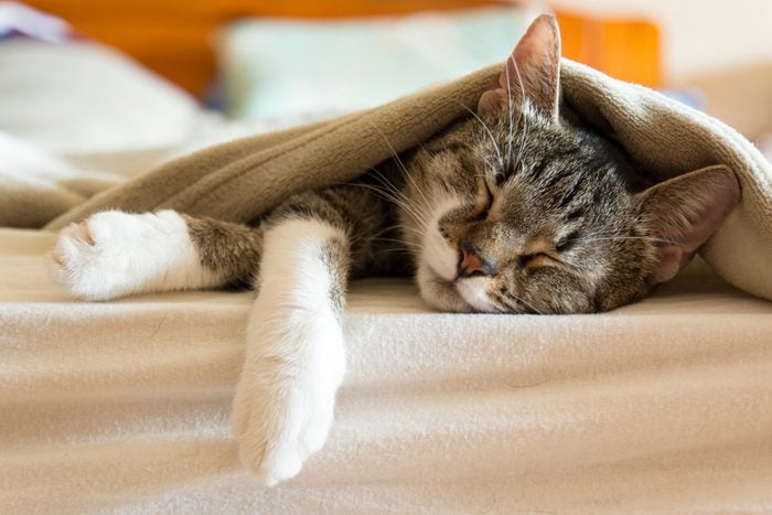 Close-Up Of Cat Sleeping On Bed At Home