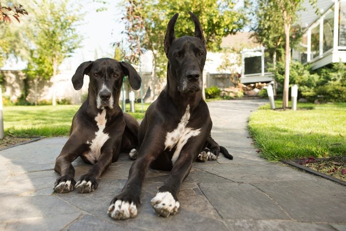 Two large great dane dogs laying on sidewalk