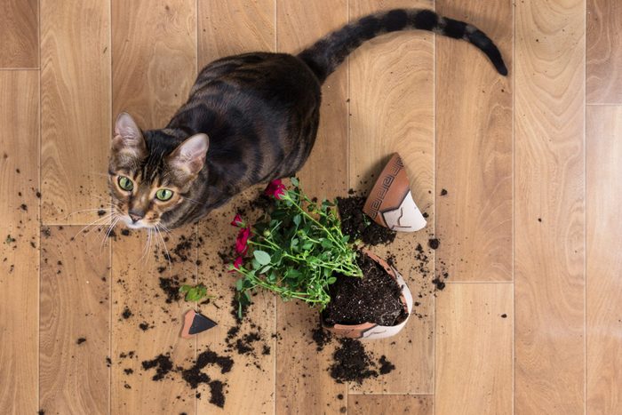 Domestic cat breed toyger dropped and broke flower pot with red roses