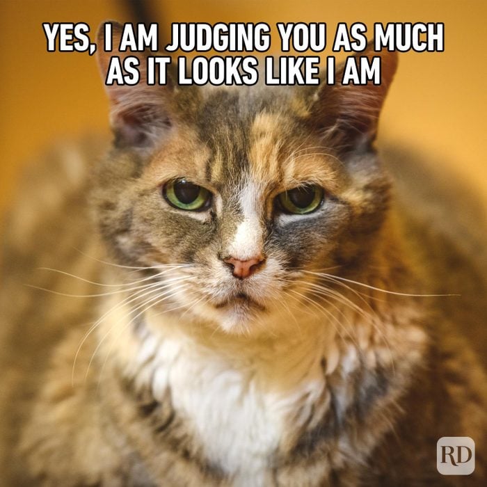 Hilarious Cat Memes 21
