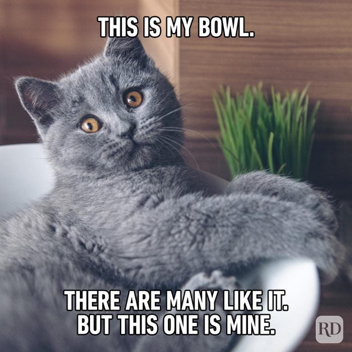 Hilarious Cat Memes 35
