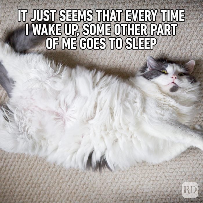 Hilarious Cat Memes 38