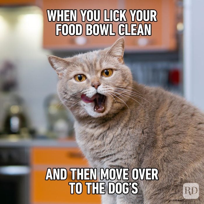 Hilarious Cat Memes 55
