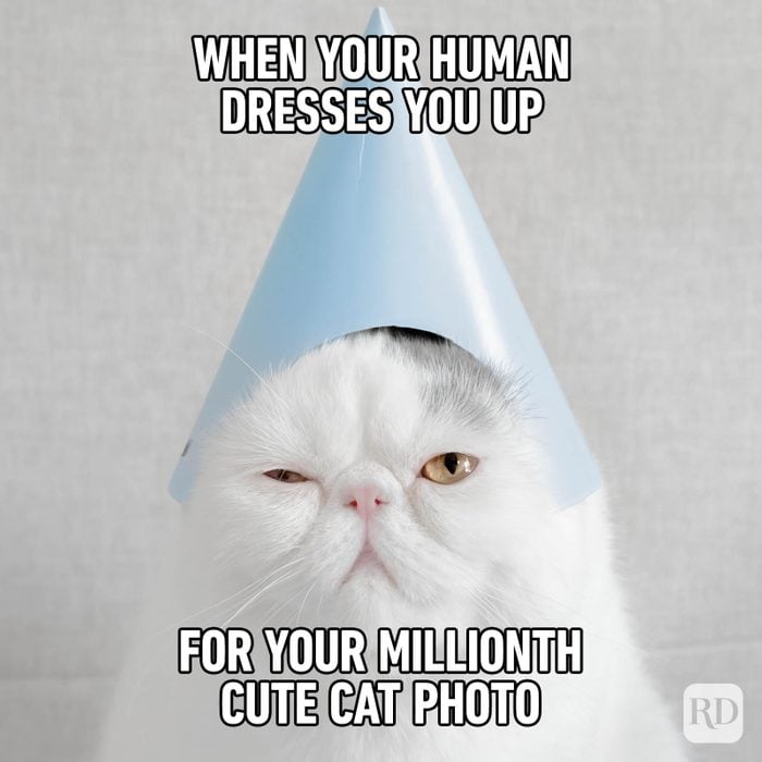 Hilarious Cat Memes 58