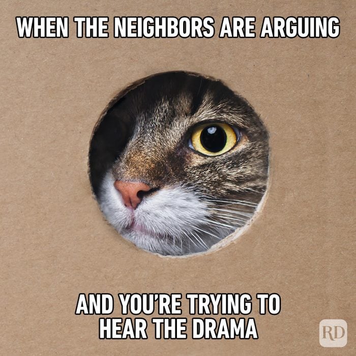Hilarious Cat Memes 61