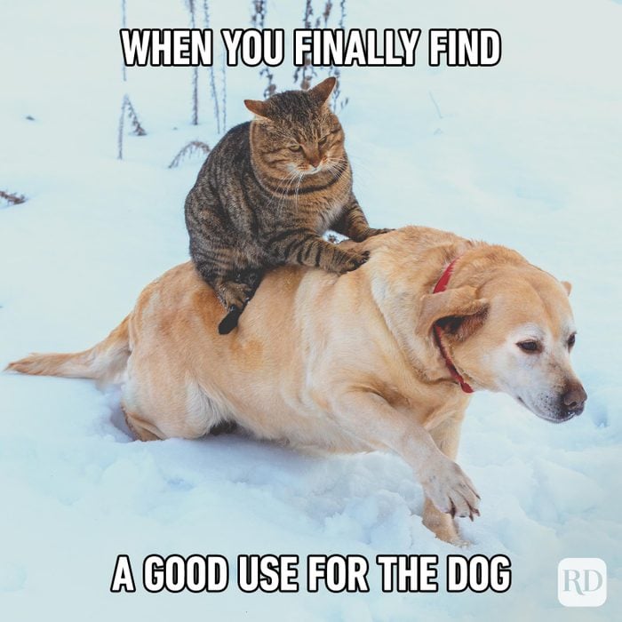 Hilarious Cat Memes 67