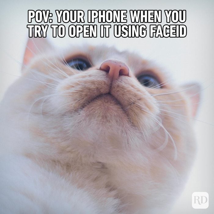 Hilarious Cat Memes 8