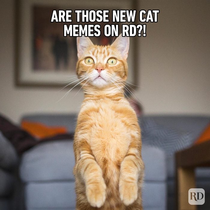 Hilarious Cat Memes Ft