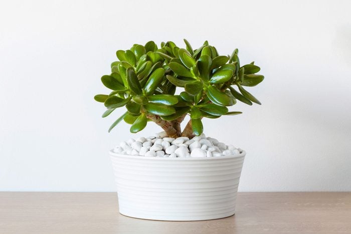 Houseplant Crassula Ovata Jade Plant Money Tree In White Pot