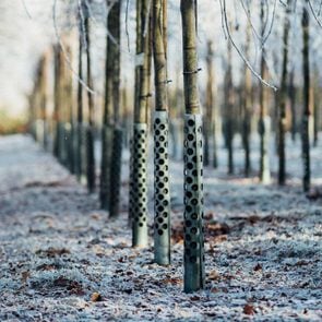 Metal Tree Guards around rows of trees